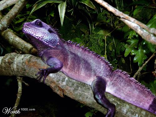 [purple+lizard.jpg]