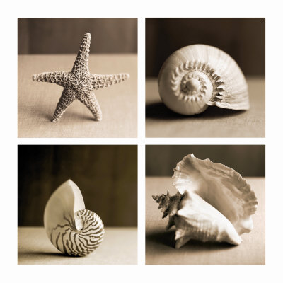 [Sea+Shells+Four+Patch.jpg]