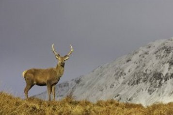 [Red+Deer+Scotland.jpg]