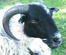 [Scottish+Sheep.jpg]