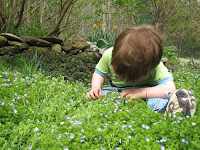 Toddler and Groundcover, May 2007, Vermont