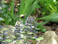 Bumblebee and ajuga