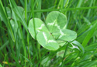 Four-leafed clover, Starksboro, Vermont