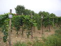 [Kakheti+vineyards.jpg]
