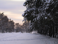 [Forest+snow.jpg]