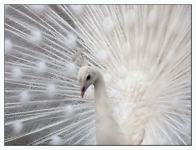 [Albino+Peacock+1.jpg]