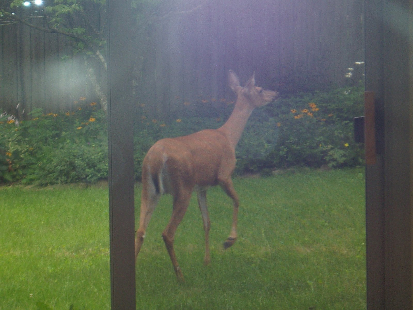 [Deer+in+the+backyard2.jpg]