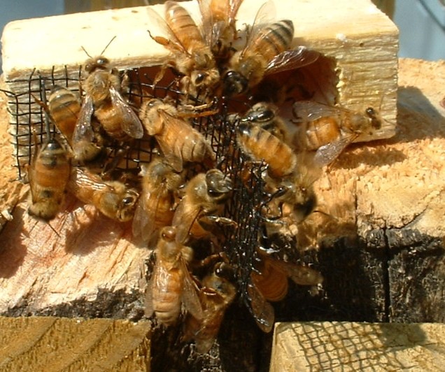 [bees+on+queen+cage.jpg]