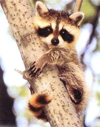 [2212~Baby-Raccoon-Posters.jpg]