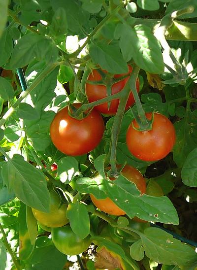 [Cherry+Tomatoes.jpg]