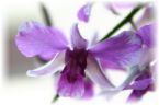 [orchid3.jpg]