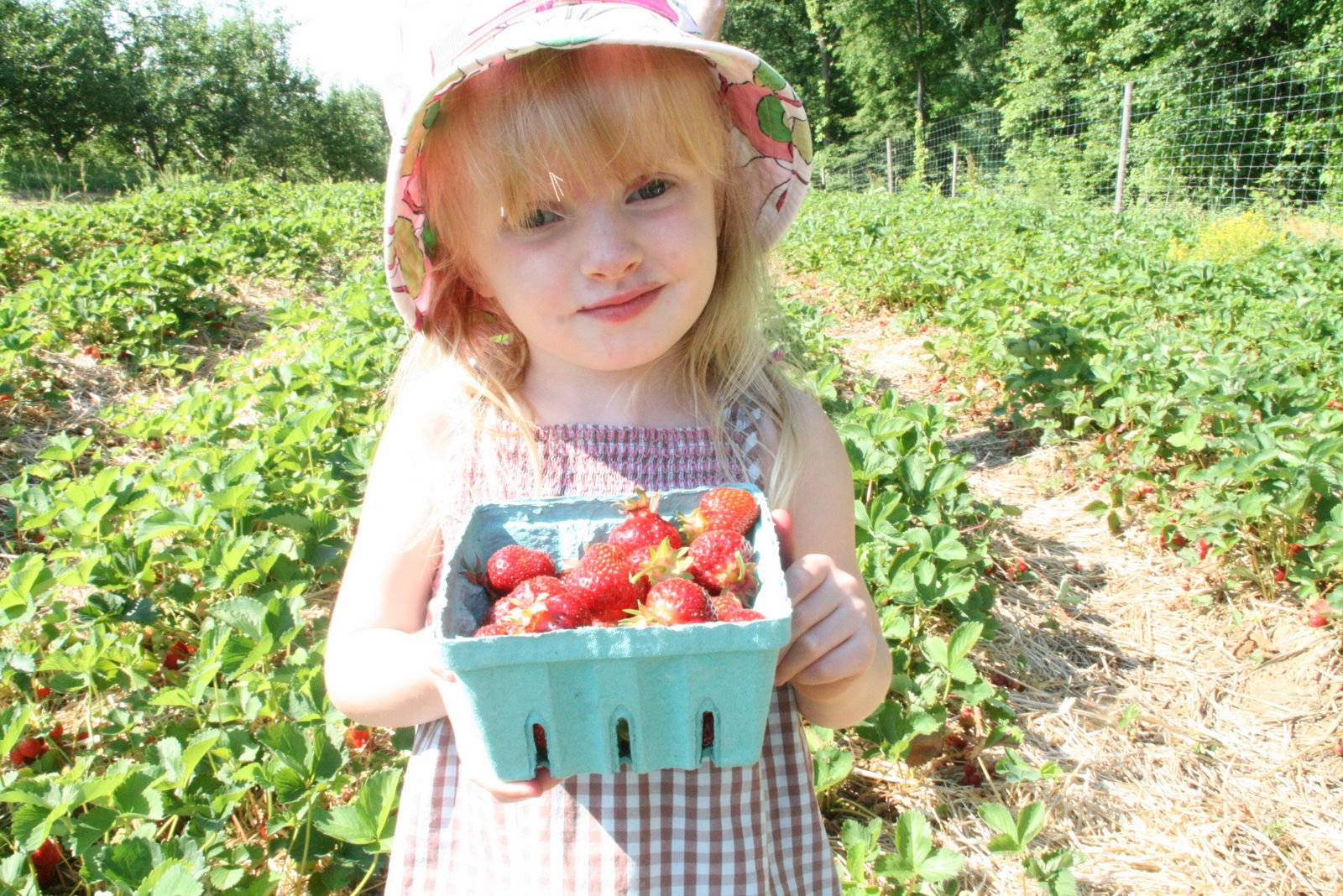 [Strawberry+Picking+039.jpg]