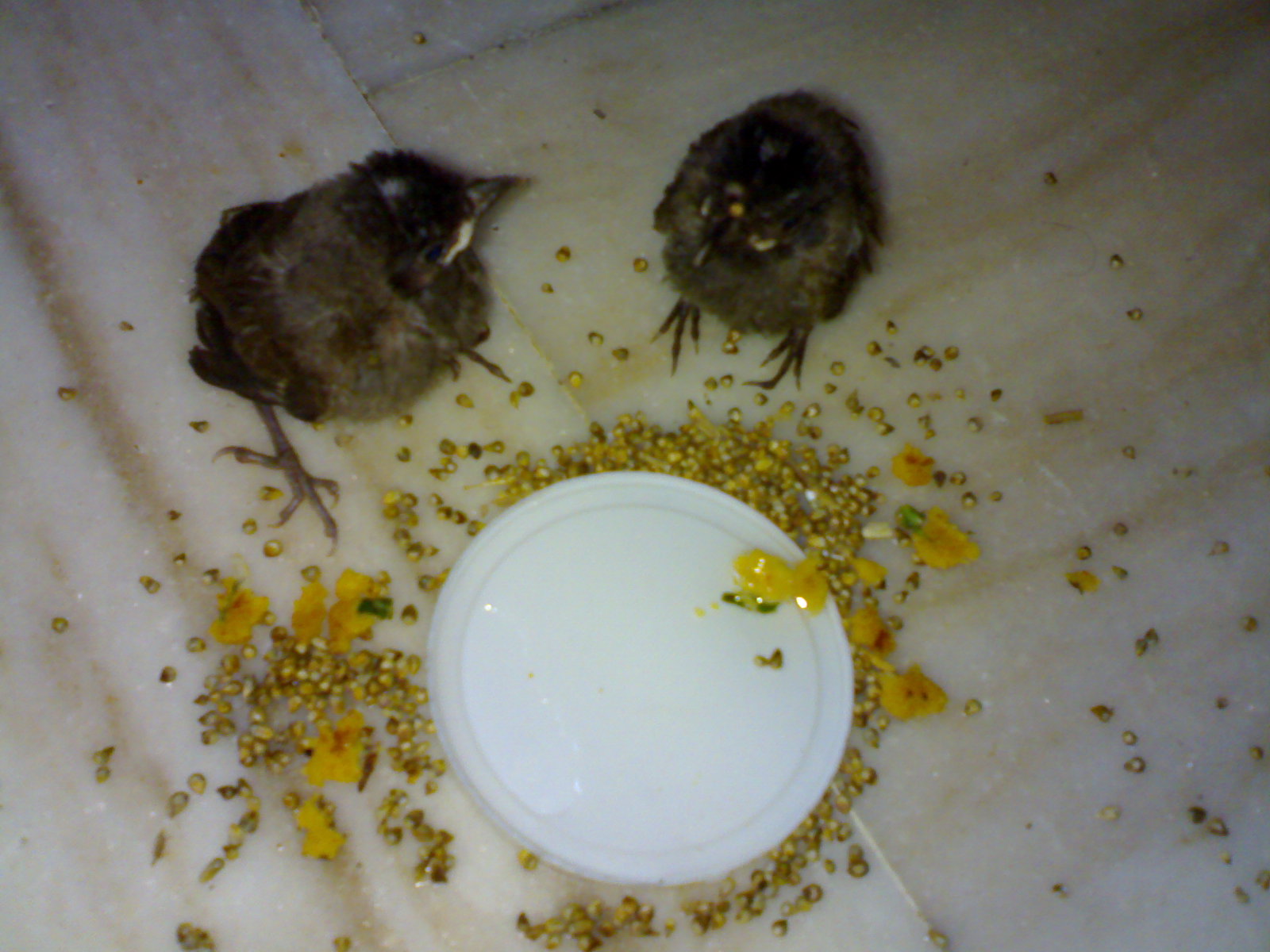 [Two+small+birdies,+chicks,+sparrows.jpg]