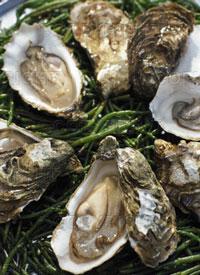 [oysters-~-IS202-006.jpg]