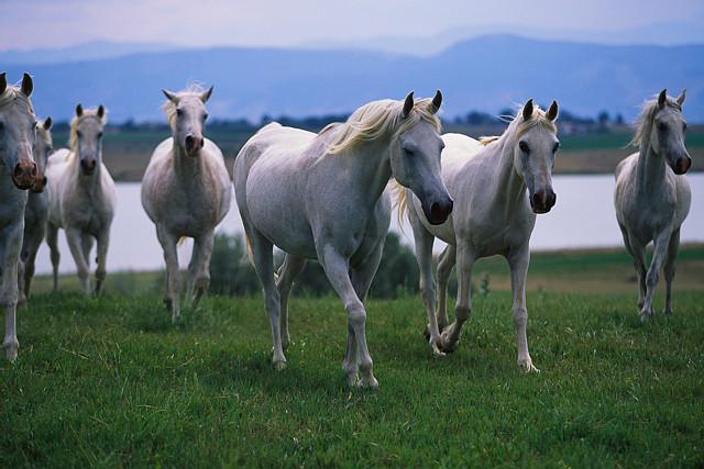 [Arabian_Horses.jpg]