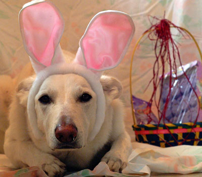 [dog+bunny.jpg]