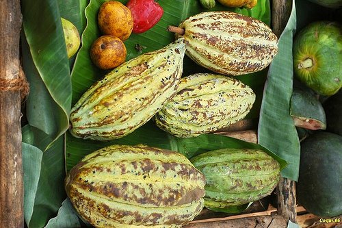 Cacao (eriotropus)