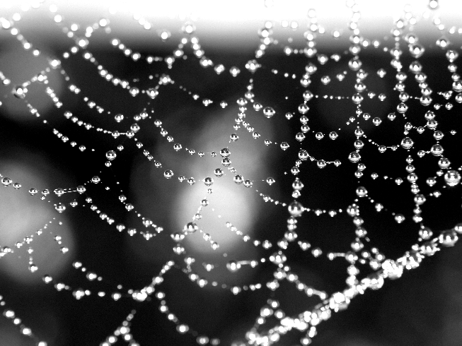 [spiderweb.png]