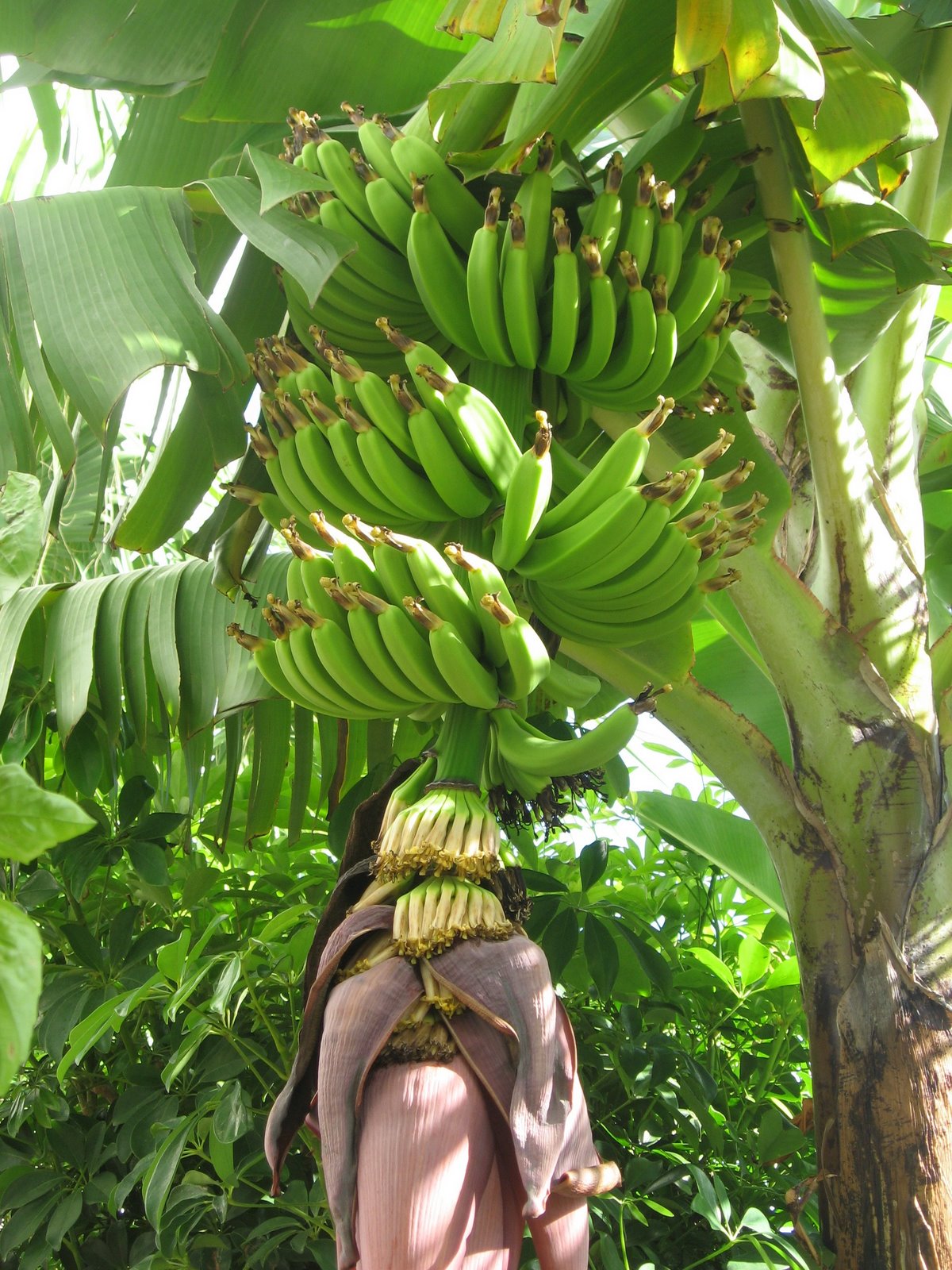 [bananas+tree,+July3.JPG]