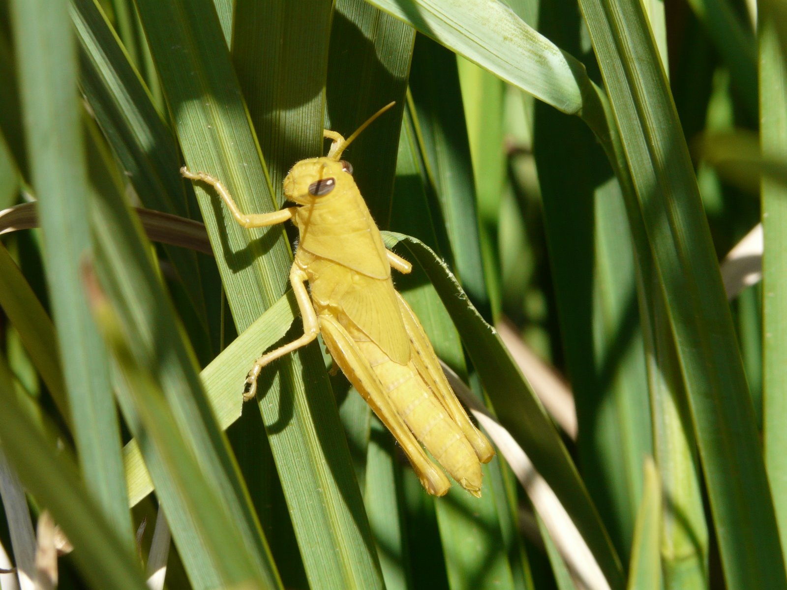 [grasshopper+004.jpg]