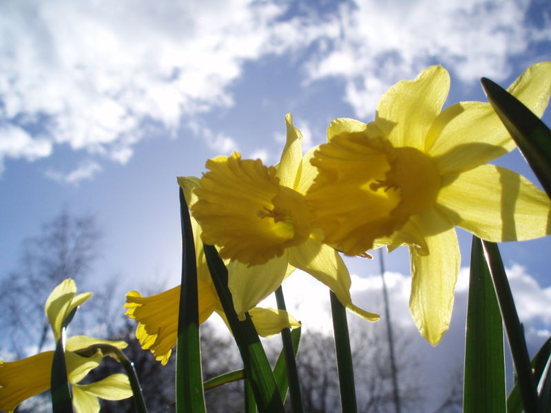 [800px-Daffodil_Narcis.jpg]
