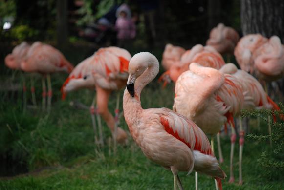 [Flamingos .JPG]