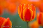 [brilliant-colored-tulips_37912.jpg]