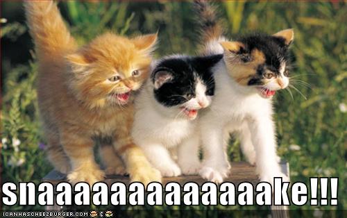 [funny-pictures-kittens-see-snake.jpg]