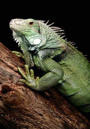 [green-iguana.jpg]