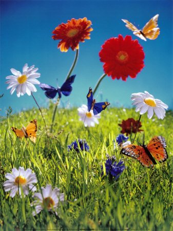 [AF605~Flowers-and-Butterflies-Posters.jpg]