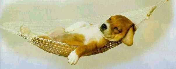 [hammock+dog.JPG]