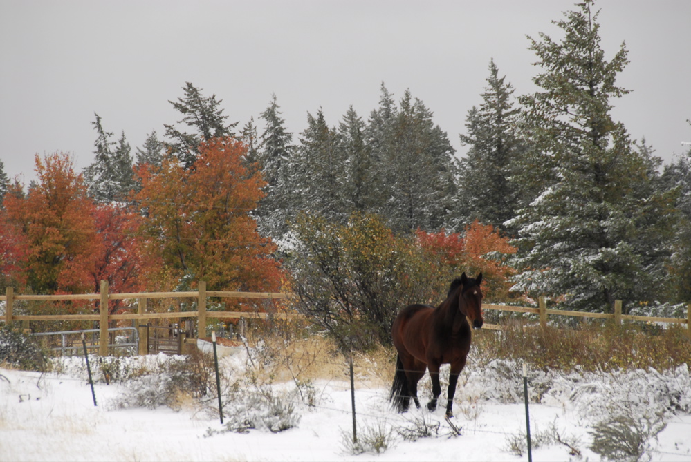 [Autumn+in+our+Neighborhood+with+Snow+and+Horse+_DSC0094.jpg]