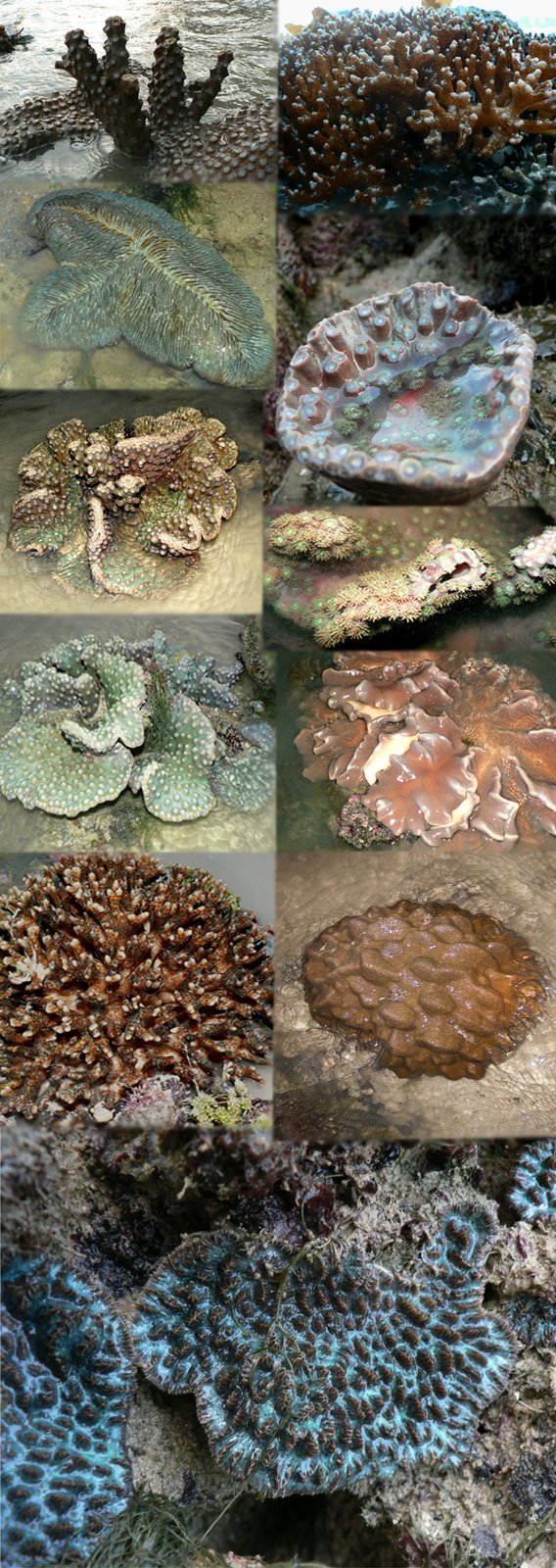 [coral+collage.jpg]