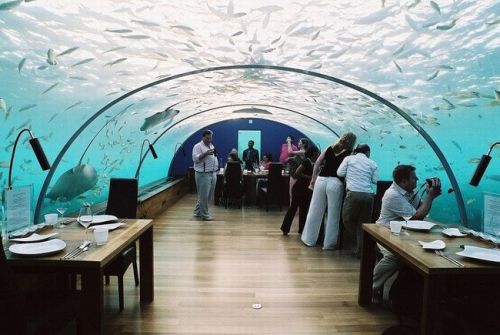 [underwater-restaurant-006.jpg]