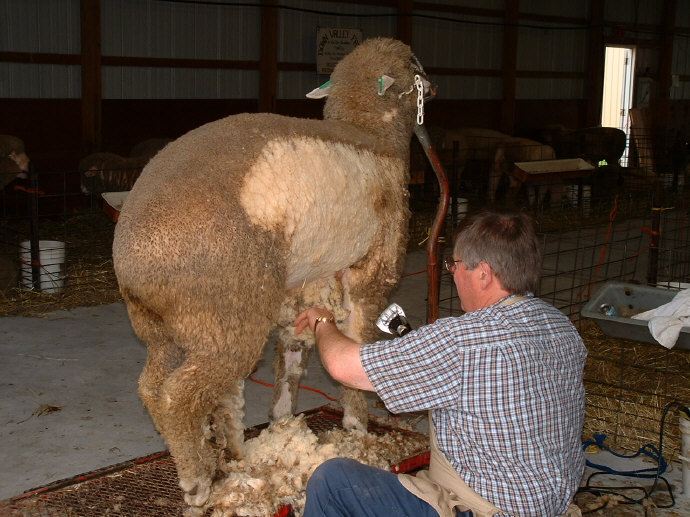 [Shearing of sheep.jpg]