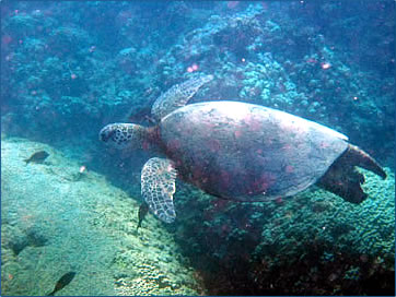 [Hawaii-Sea-Turtle.jpg]
