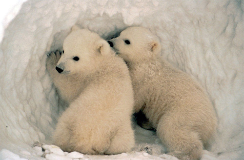 [polar-bear-cubs.jpg]