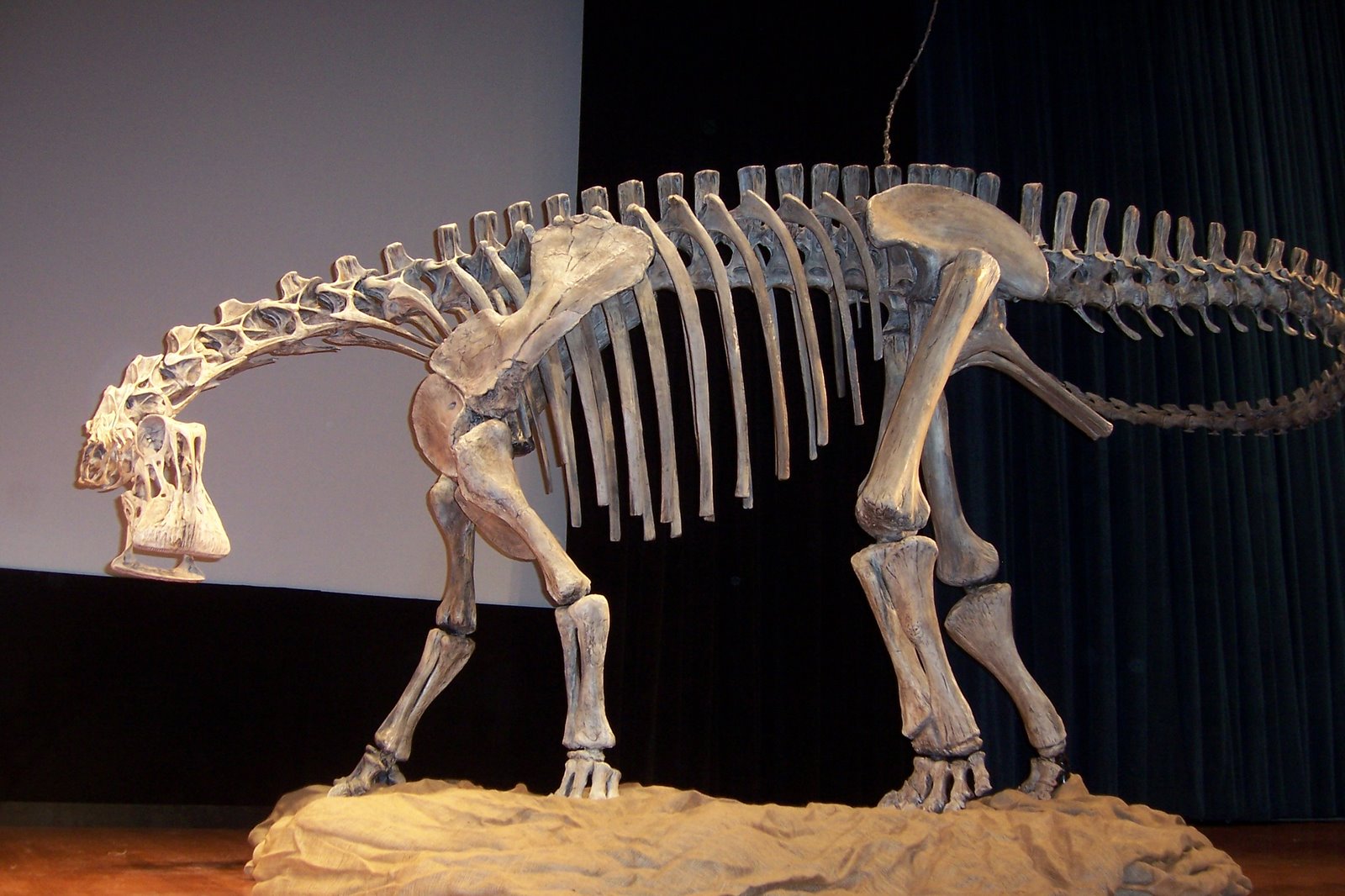 [glyon-nigersaurus-skeleton-111507-3.jpg]