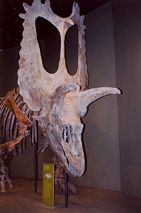 [pentaceratops.jpg]