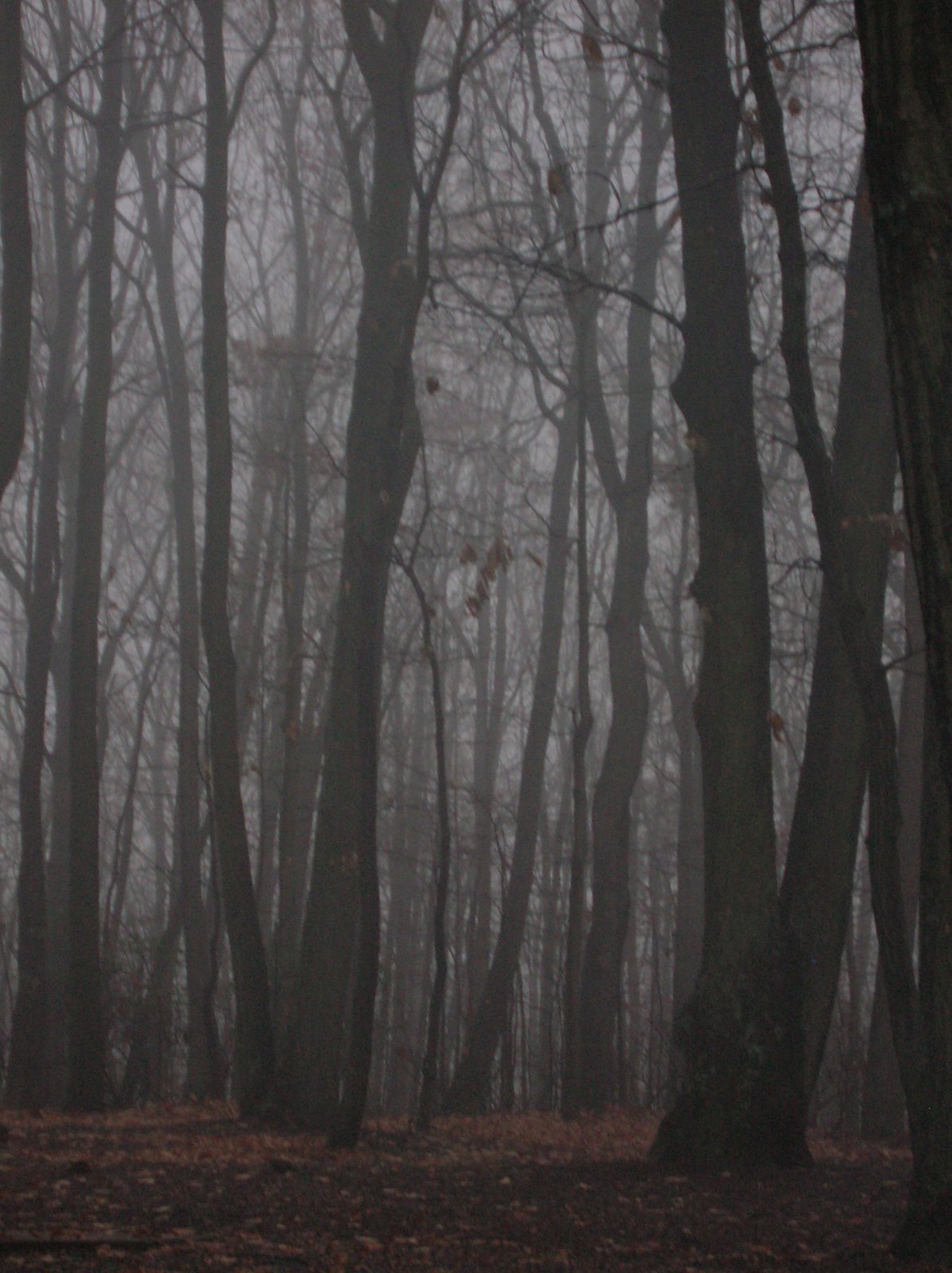 [foggy+forest.JPG]
