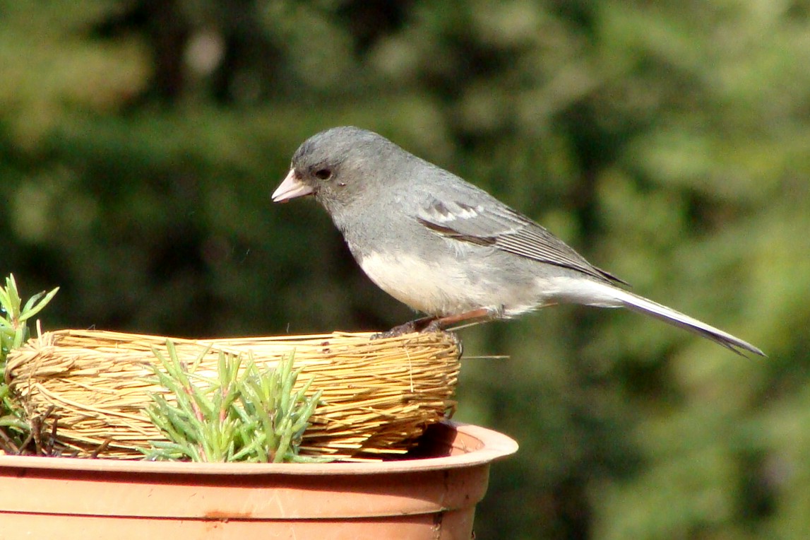 [Junco+lunch+time.jpg]