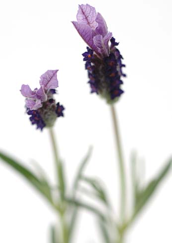 [lavender%20close%20up.jpg]