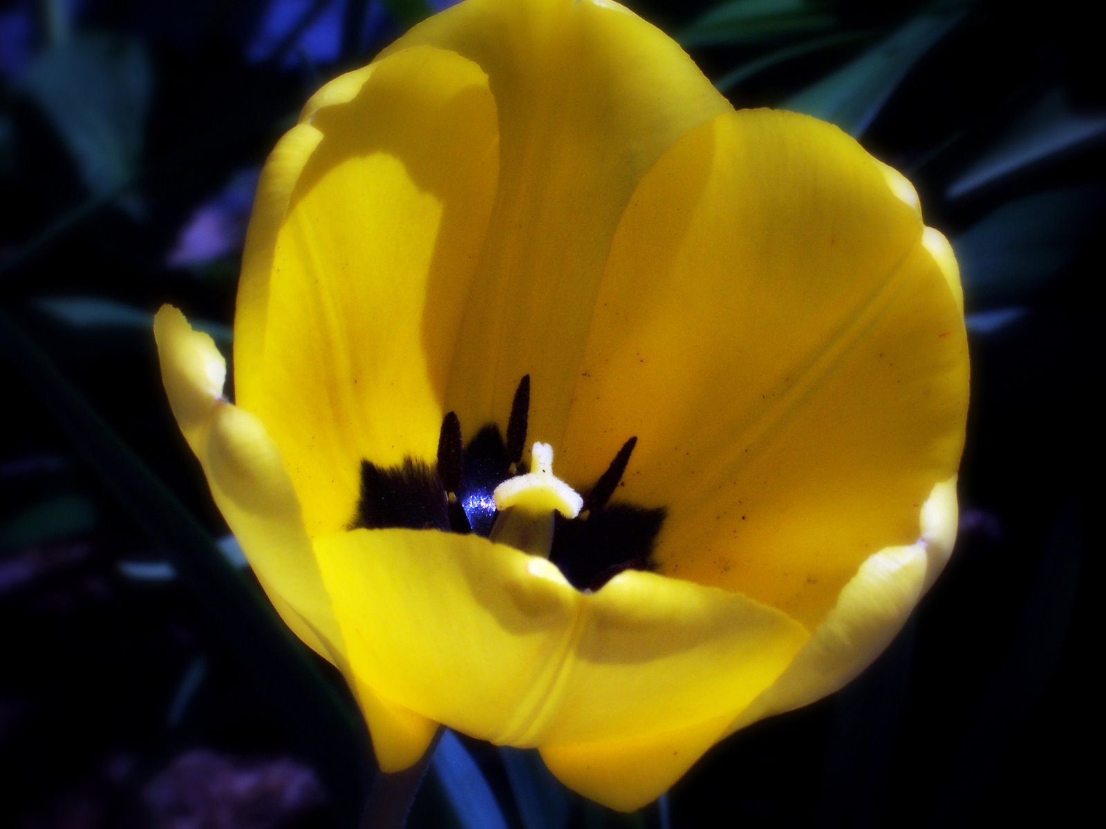 [Yellow+Tulip.jpg]