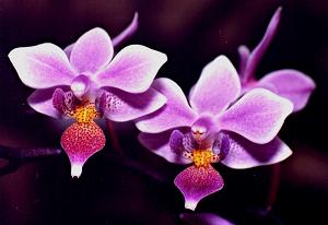 [orquideas.jpg]