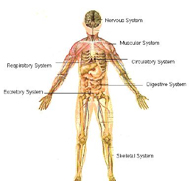 [Sistemas+do+Corpo+Humano.JPG]