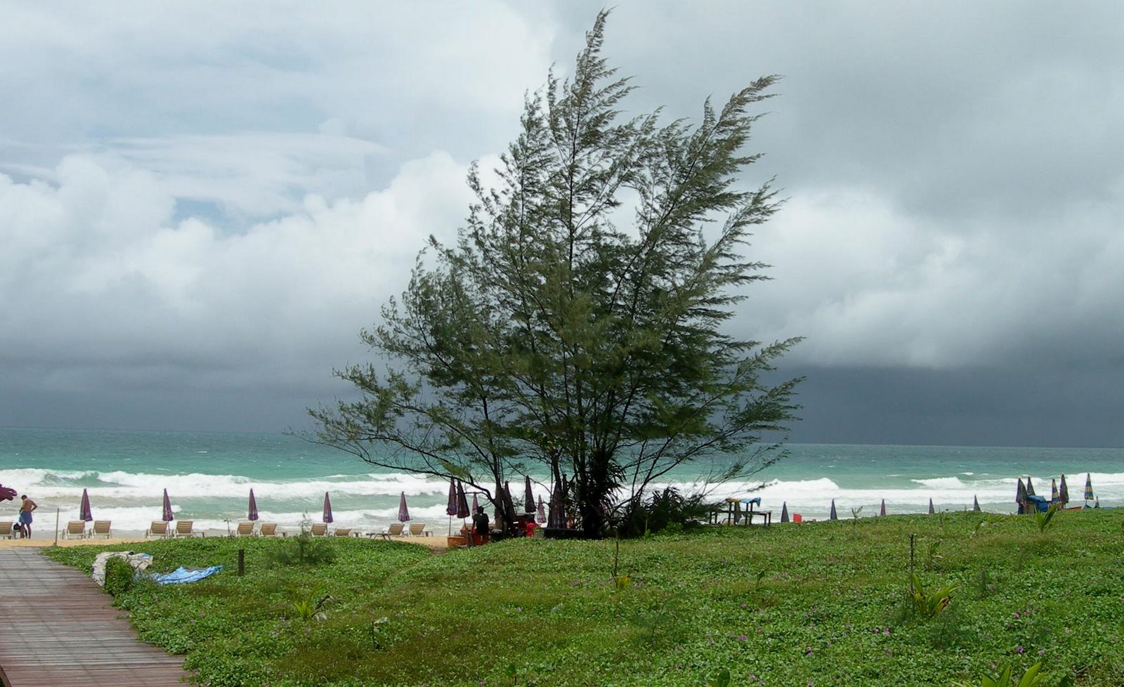 [Tree+on+Windy+beach-k.jpg]