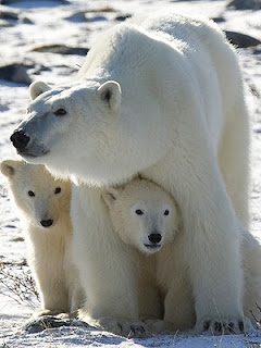 mother & cubs