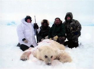 hunted polar bear