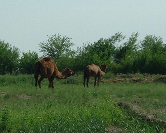 [camels+grazing2.JPG]