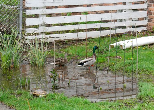 [rain_garden_ducks.jpg]